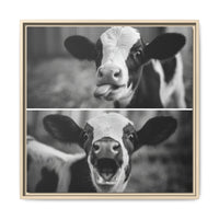 Whimsical Cow Photography | Black and White Animal Art