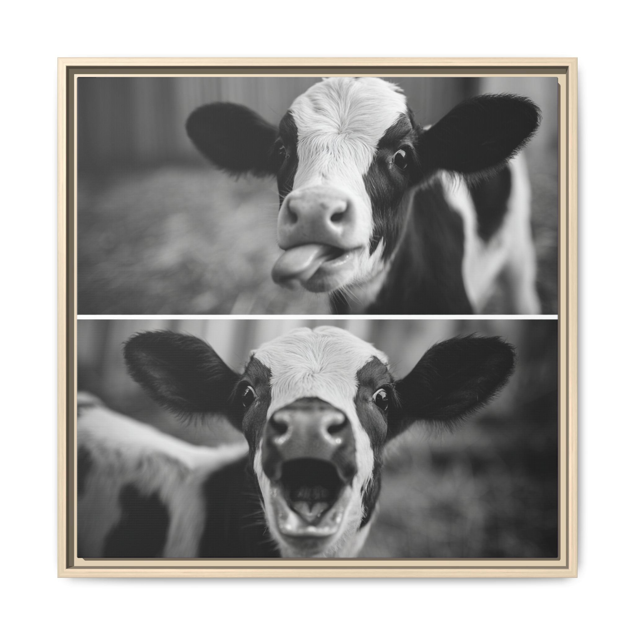 Whimsical Cow Photography | Black and White Animal Art