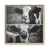 Whimsical Cow Photography | Black and White Animal Art