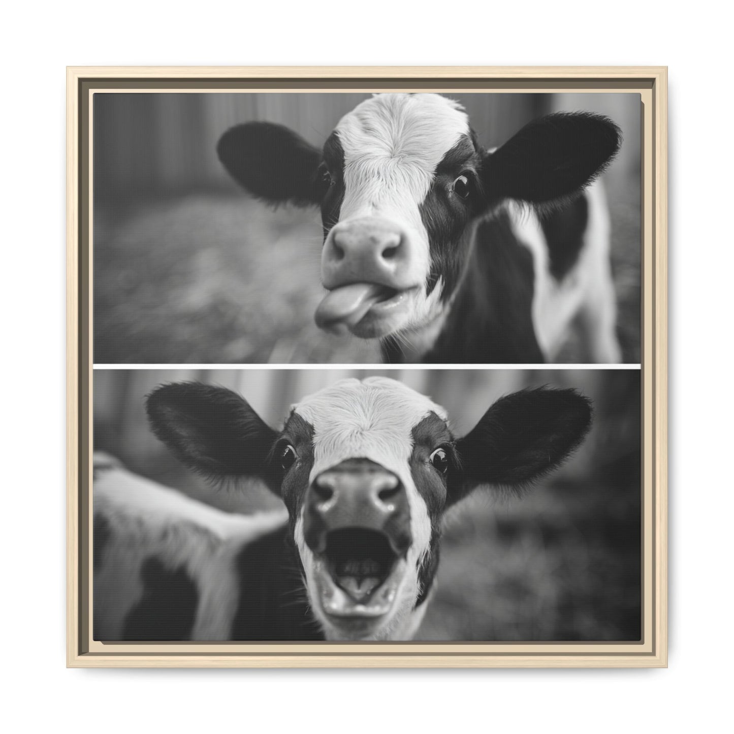 Whimsical Cow Photography | Black and White Animal Art