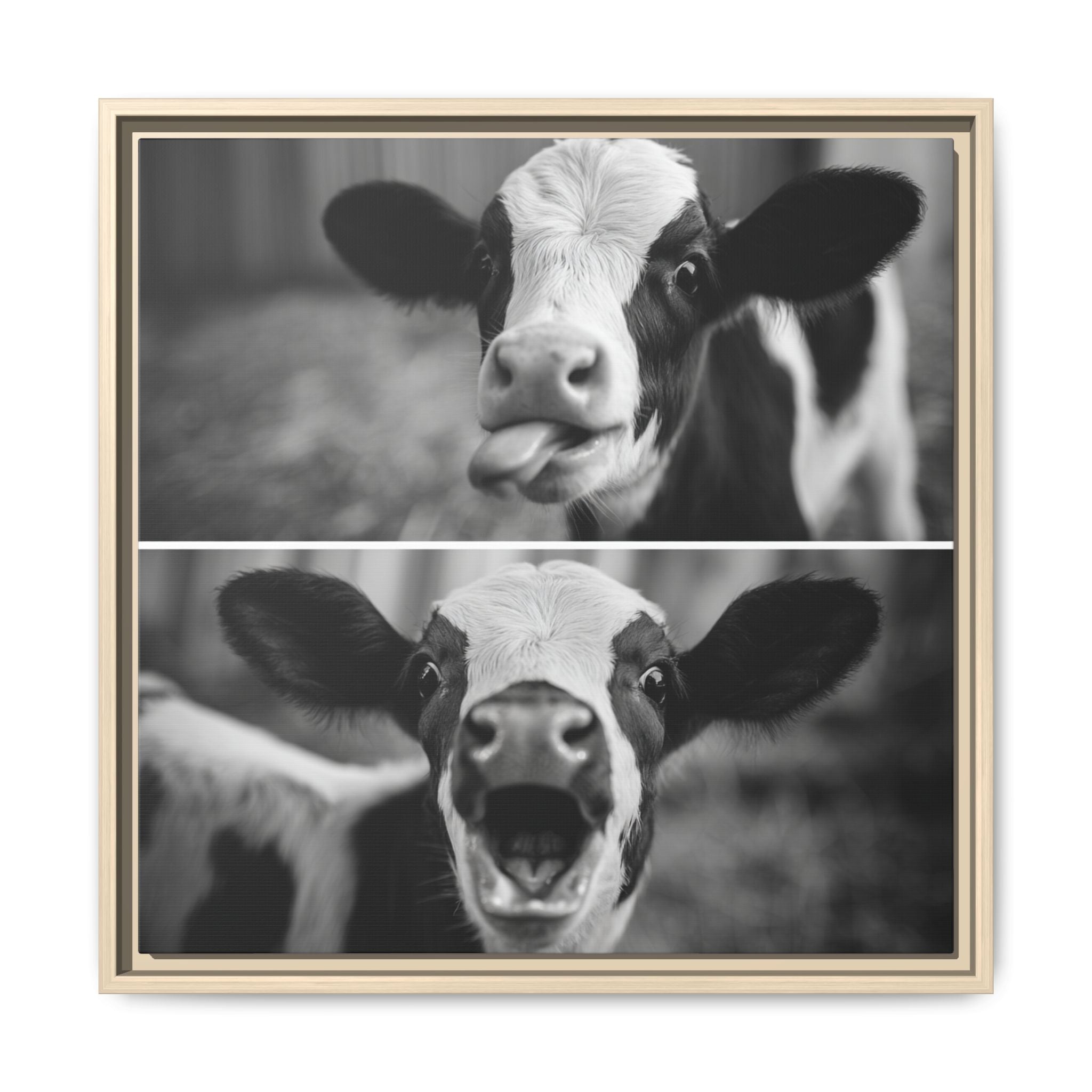 Whimsical Cow Photography | Black and White Animal Art