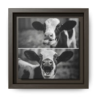 Whimsical Cow Photography | Black and White Animal Art