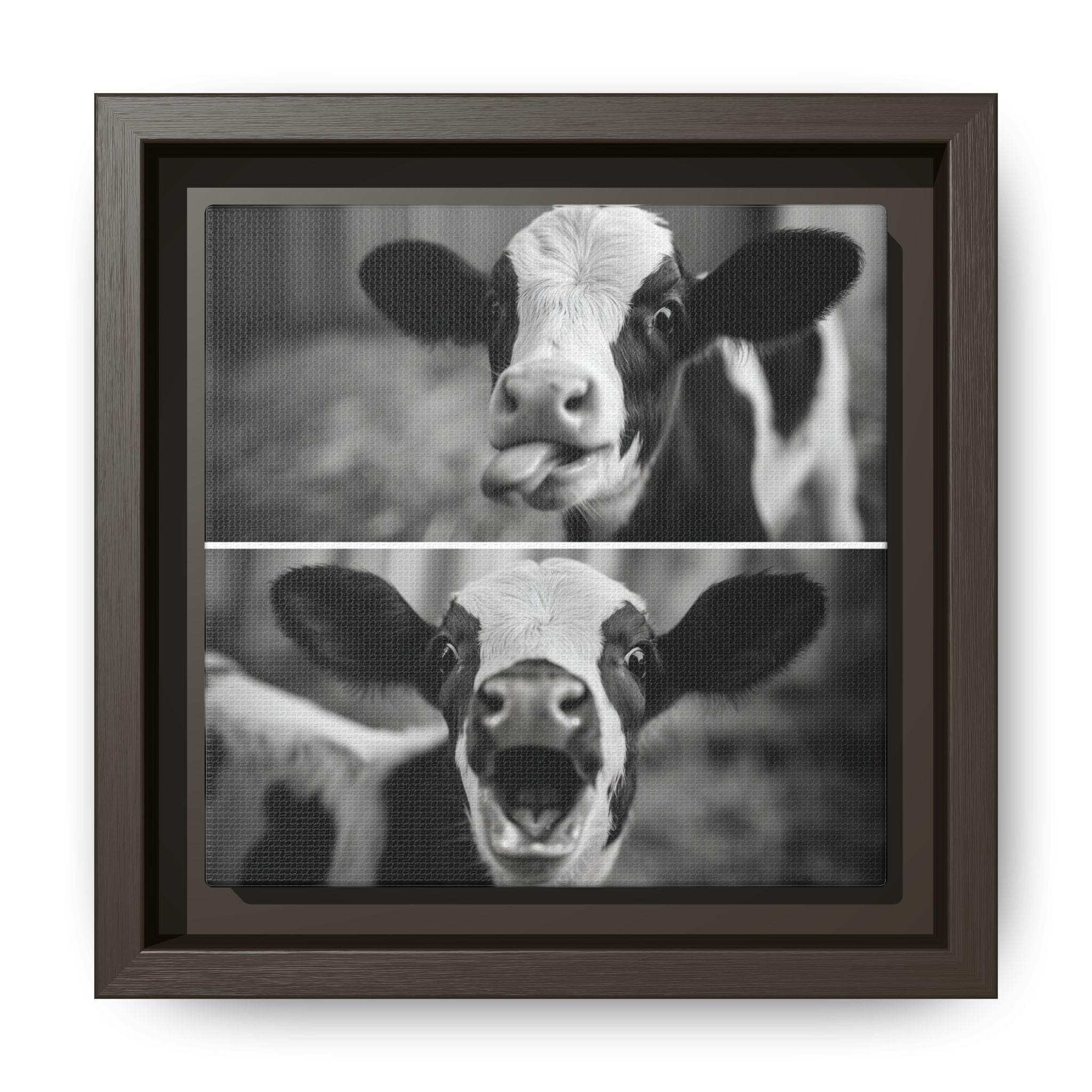 Whimsical Cow Photography | Black and White Animal Art