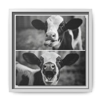 Whimsical Cow Photography | Black and White Animal Art