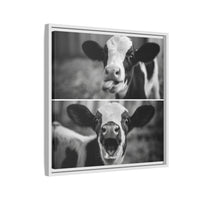Whimsical Cow Photography | Black and White Animal Art