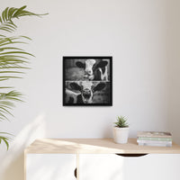Whimsical Cow Photography | Black and White Animal Art