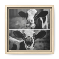 Whimsical Cow Photography | Black and White Animal Art