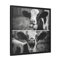 Whimsical Cow Photography | Black and White Animal Art