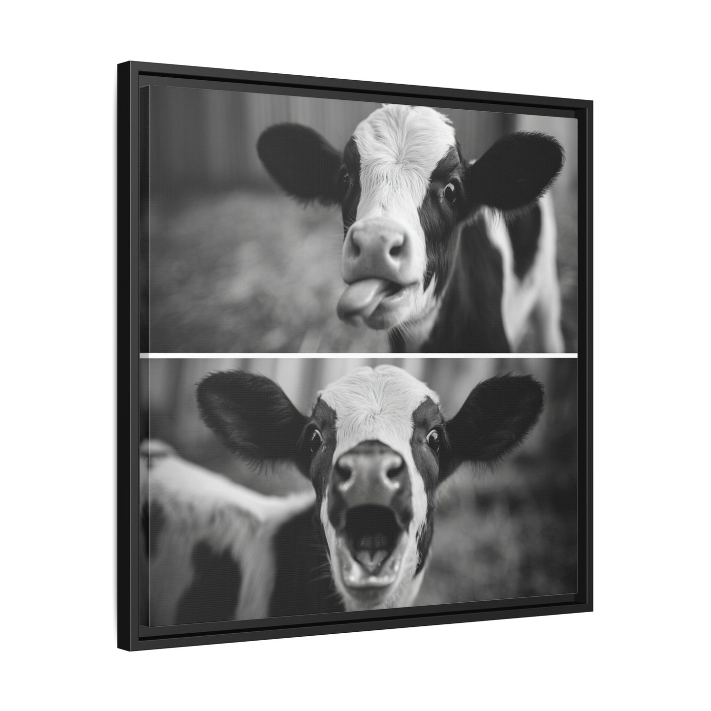 Whimsical Cow Photography | Black and White Animal Art