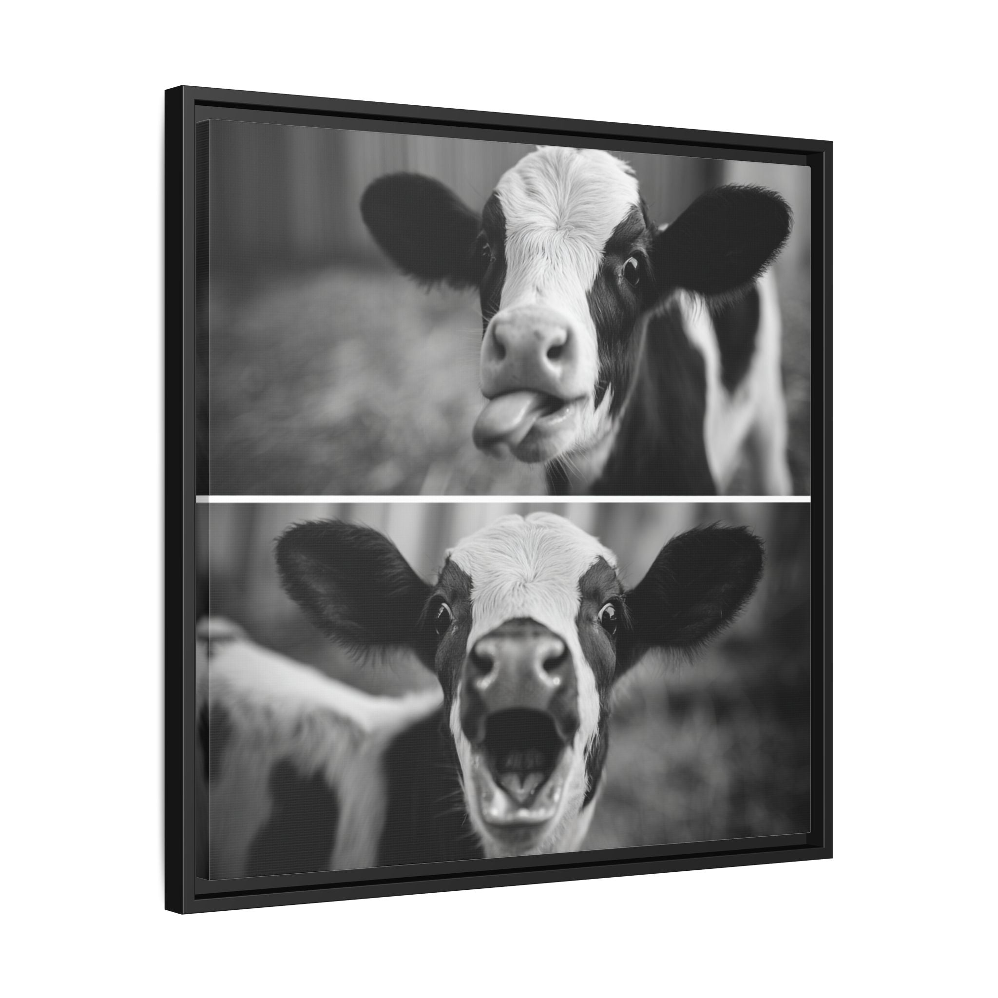 Whimsical Cow Photography | Black and White Animal Art