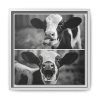 Whimsical Cow Photography | Black and White Animal Art