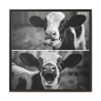 Whimsical Cow Photography | Black and White Animal Art