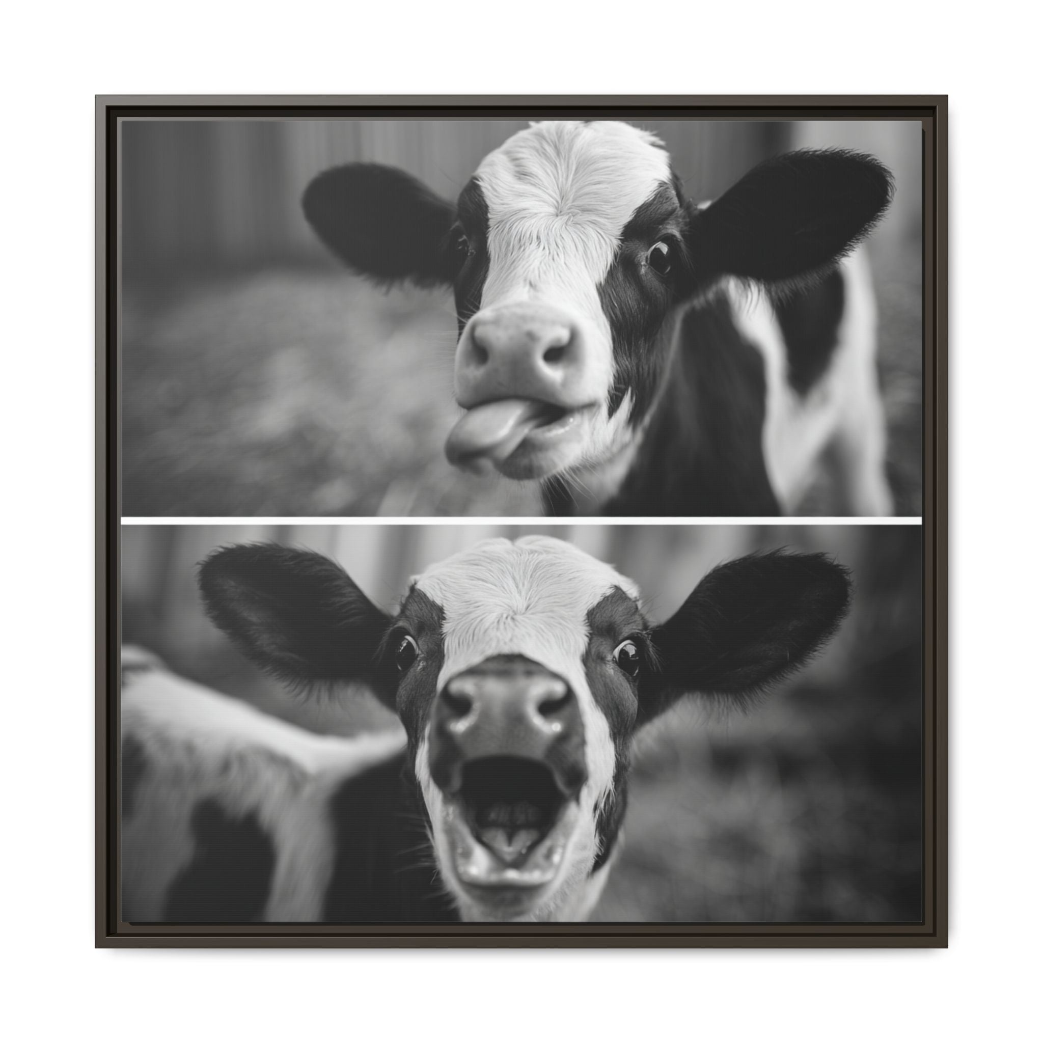 Whimsical Cow Photography | Black and White Animal Art