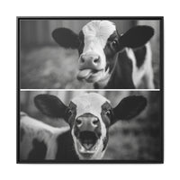 Whimsical Cow Photography | Black and White Animal Art