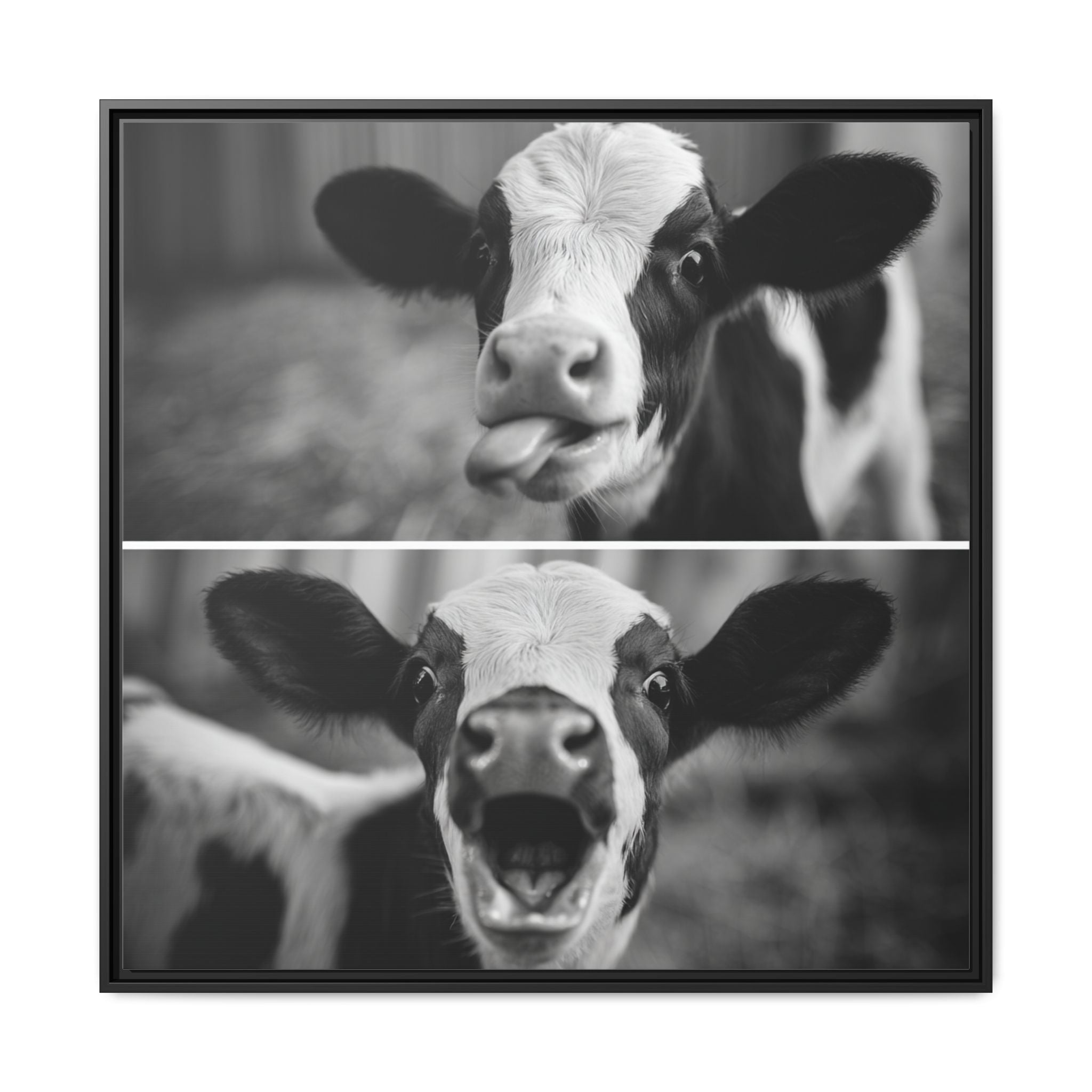 Whimsical Cow Photography | Black and White Animal Art