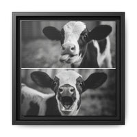 Whimsical Cow Photography | Black and White Animal Art
