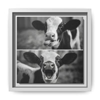 Whimsical Cow Photography | Black and White Animal Art