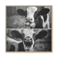 Whimsical Cow Photography | Black and White Animal Art
