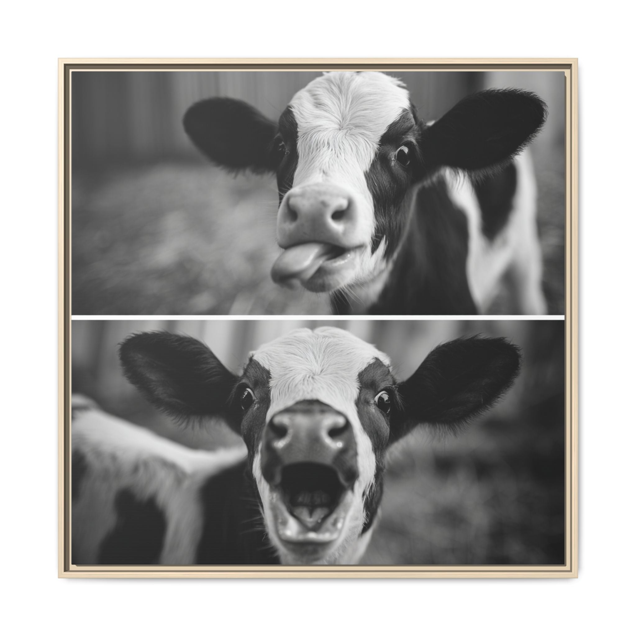 Whimsical Cow Photography | Black and White Animal Art