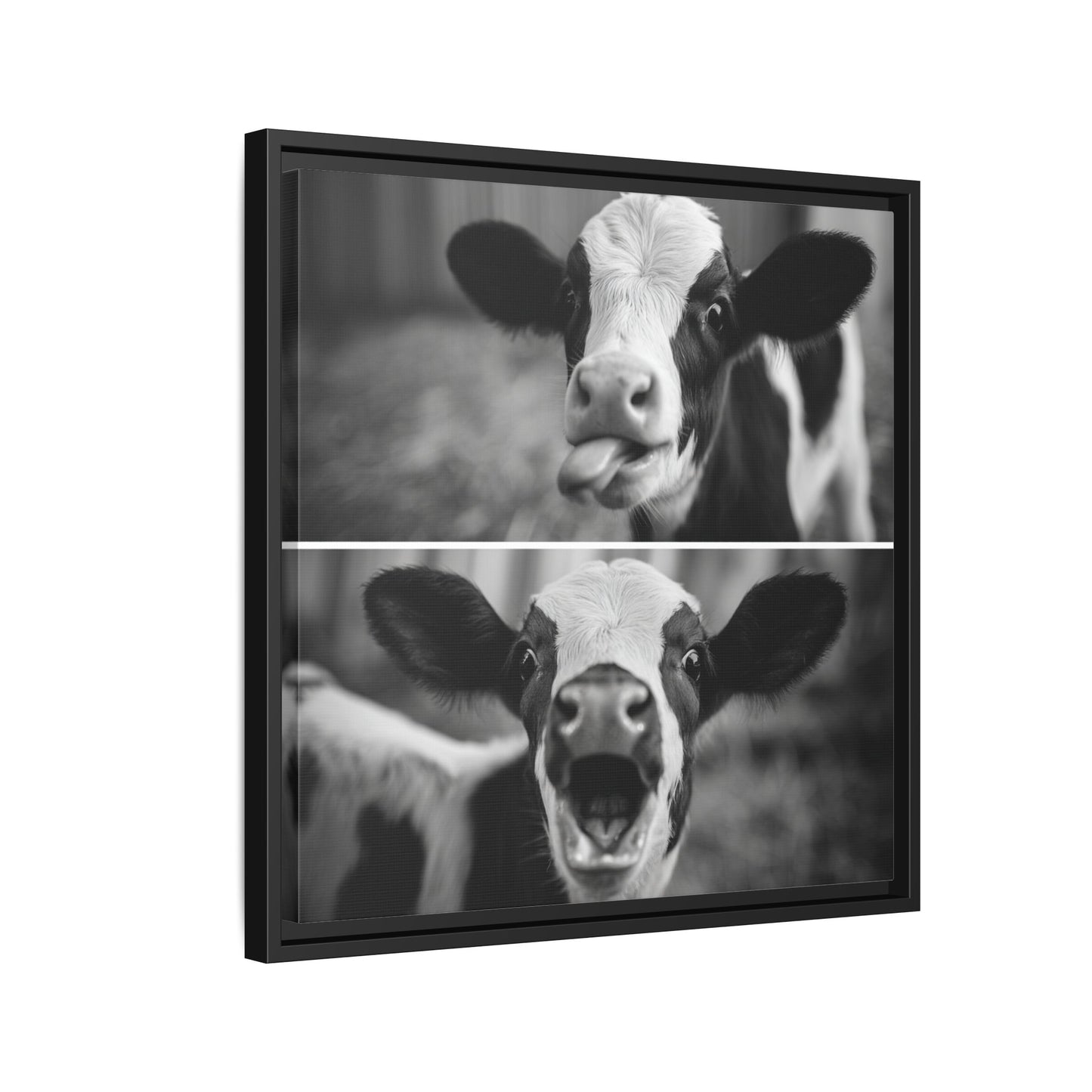Whimsical Cow Photography | Black and White Animal Art