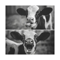 Whimsical Cow Photography | Black and White Animal Art