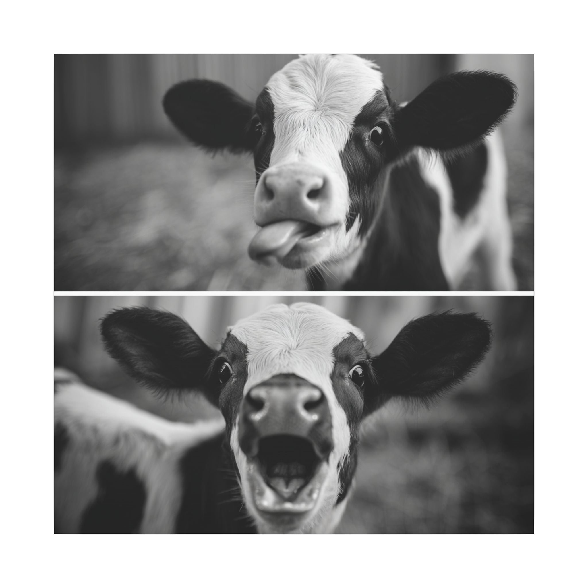 Whimsical Cow Photography | Black and White Animal Art