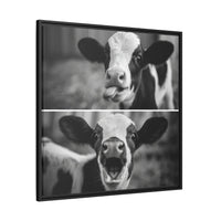 Whimsical Cow Photography | Black and White Animal Art