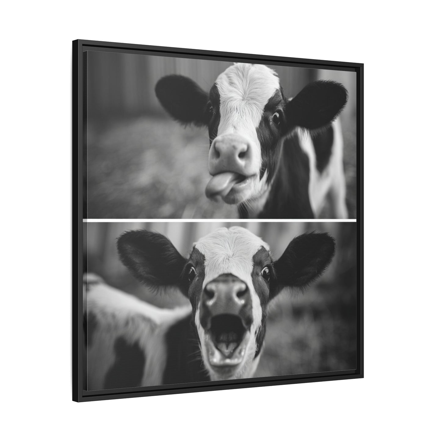 Whimsical Cow Photography | Black and White Animal Art