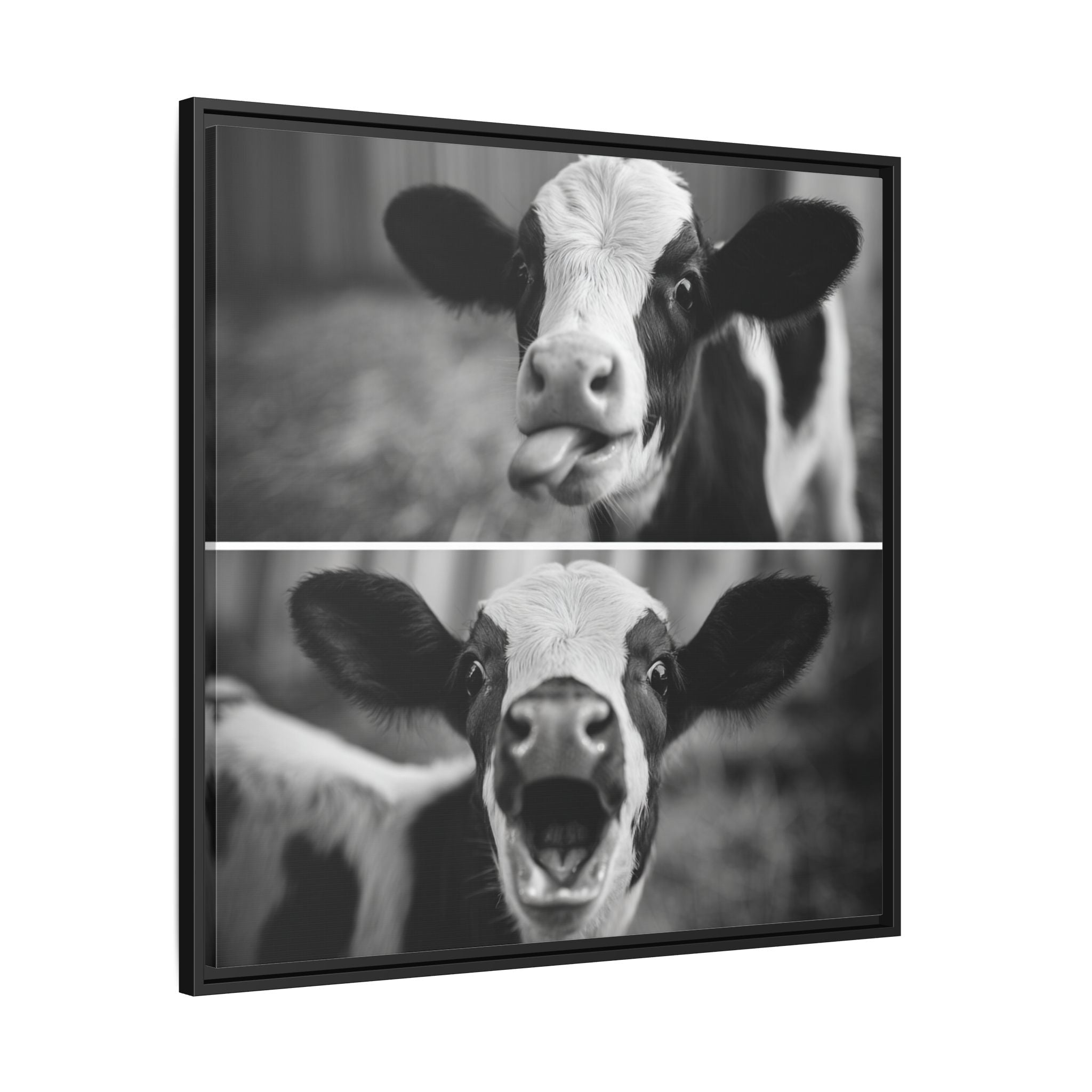 Whimsical Cow Photography | Black and White Animal Art