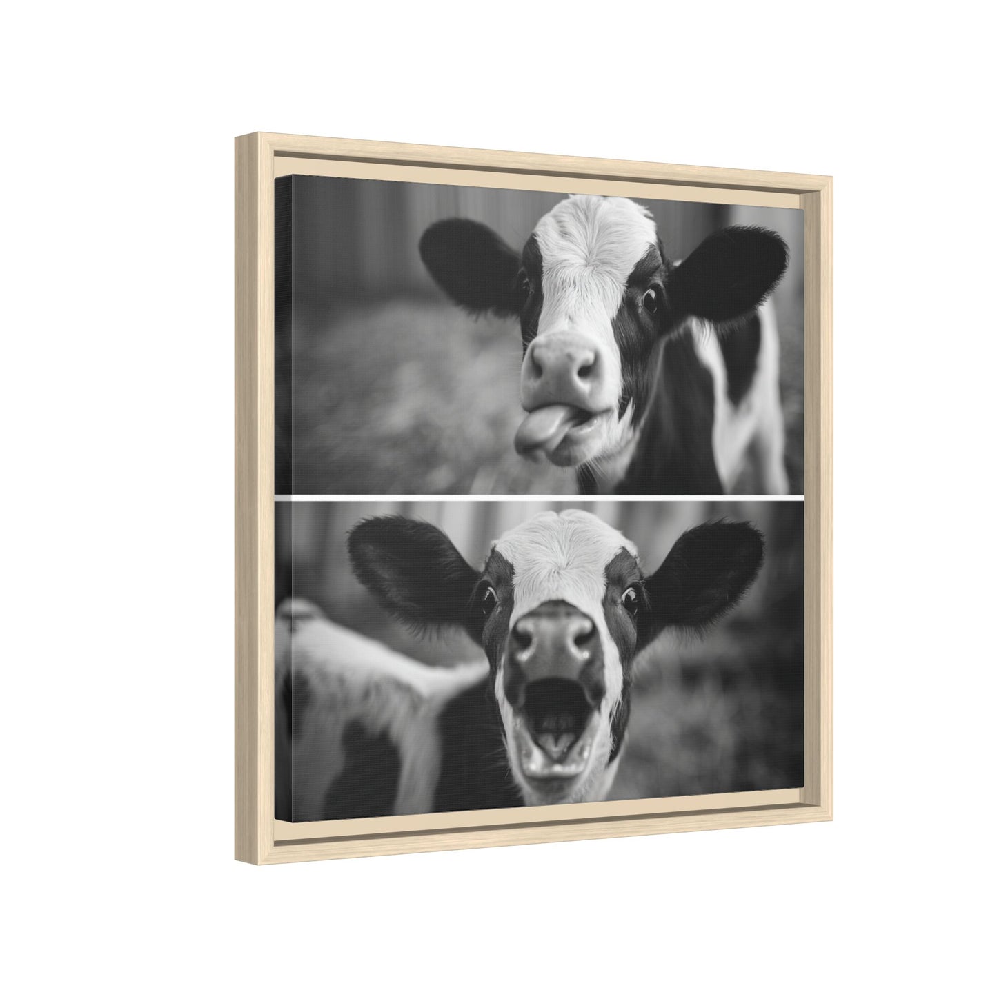Whimsical Cow Photography | Black and White Animal Art