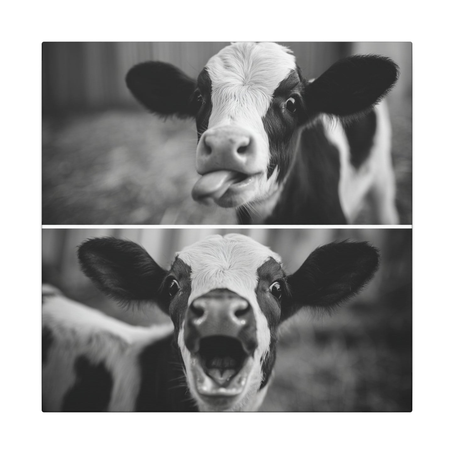 Whimsical Cow Photography | Black and White Animal Art