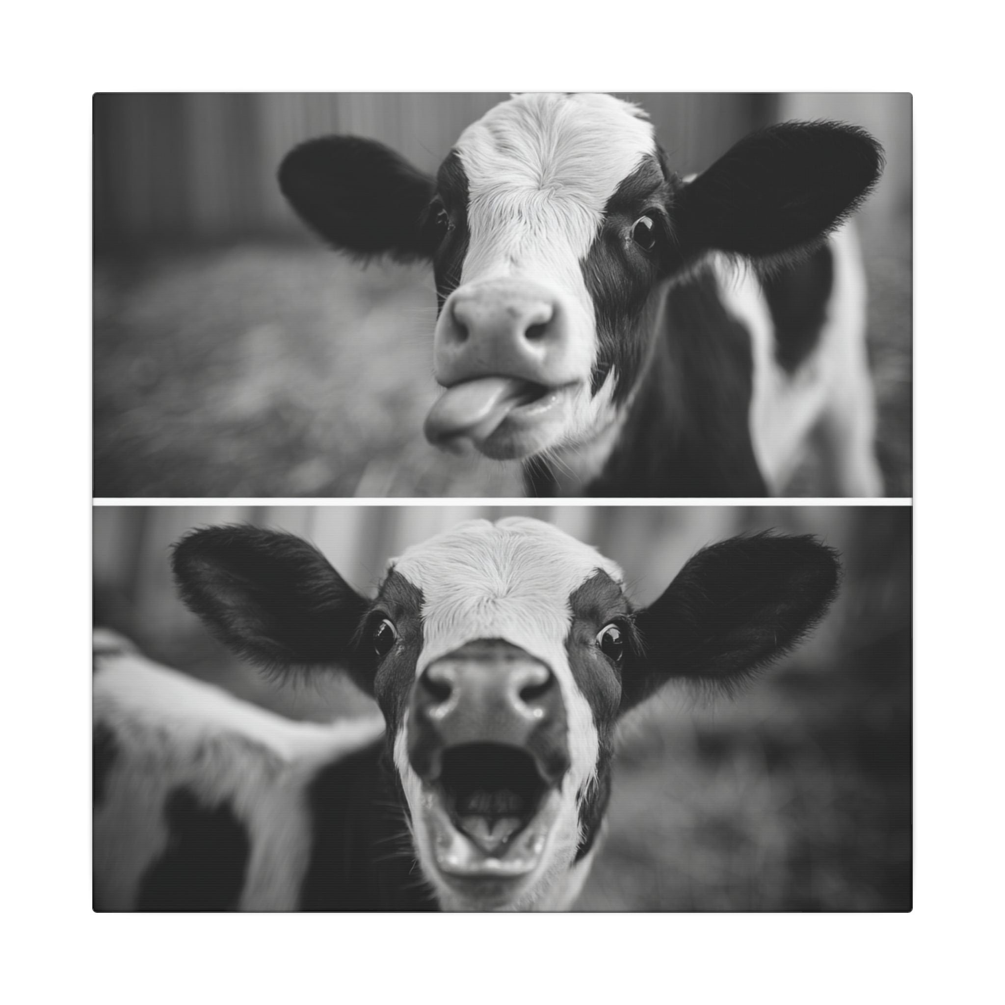 Whimsical Cow Photography | Black and White Animal Art