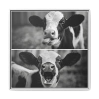 Whimsical Cow Photography | Black and White Animal Art