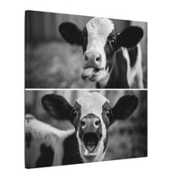 Whimsical Cow Photography | Black and White Animal Art