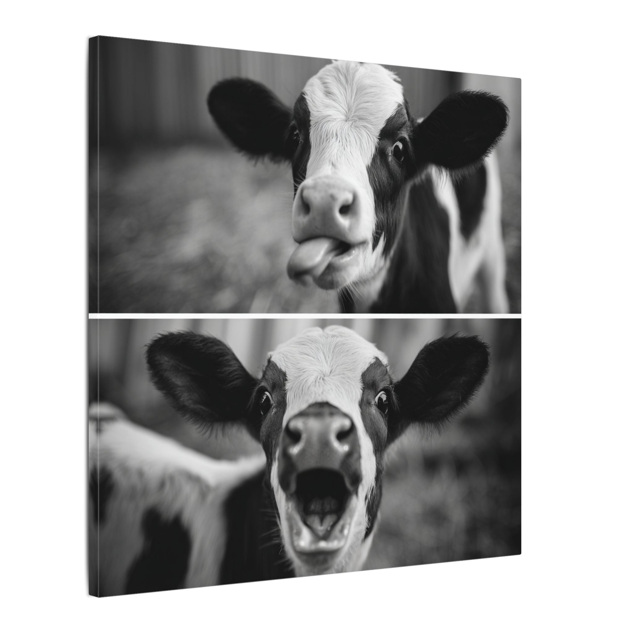 Whimsical Cow Photography | Black and White Animal Art