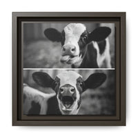 Whimsical Cow Photography | Black and White Animal Art