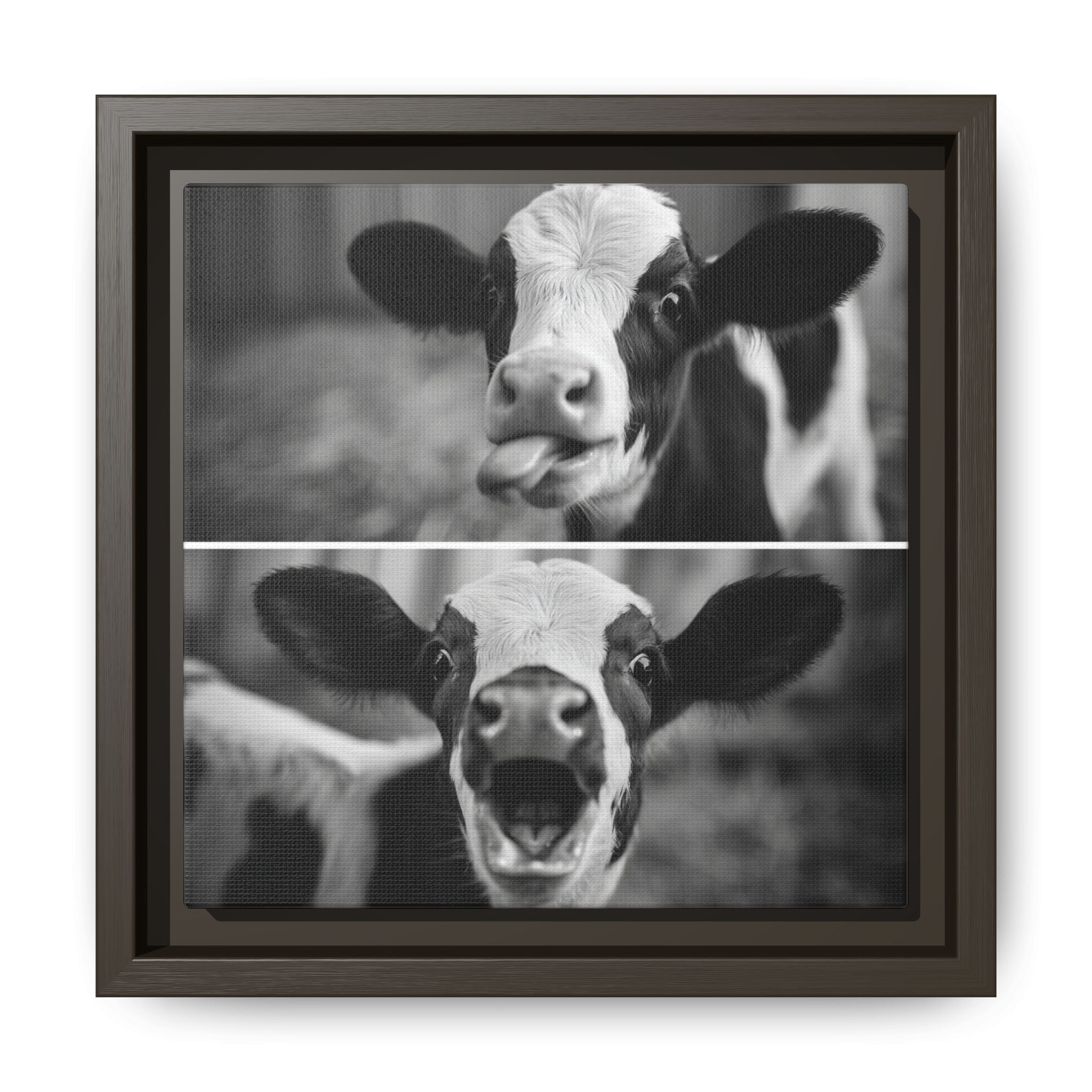 Whimsical Cow Photography | Black and White Animal Art