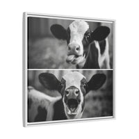 Whimsical Cow Photography | Black and White Animal Art