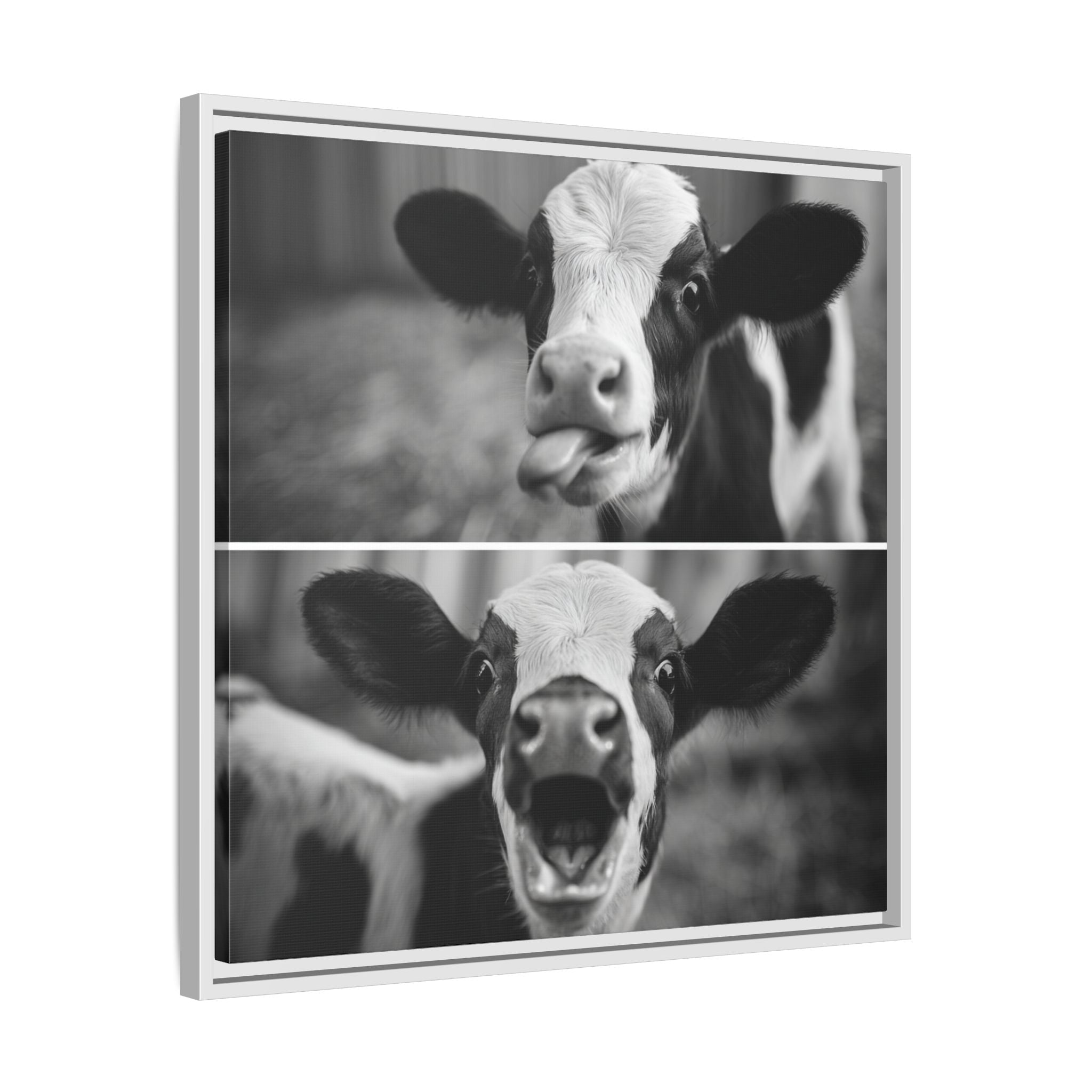 Whimsical Cow Photography | Black and White Animal Art