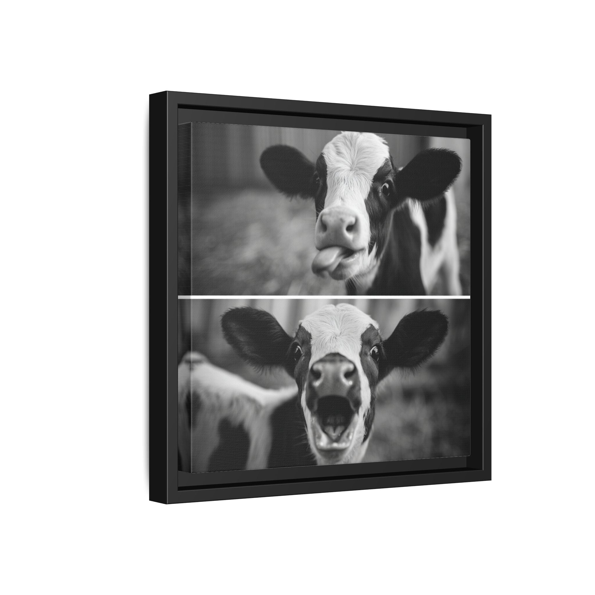 Whimsical Cow Photography | Black and White Animal Art