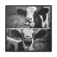 Whimsical Cow Photography | Black and White Animal Art