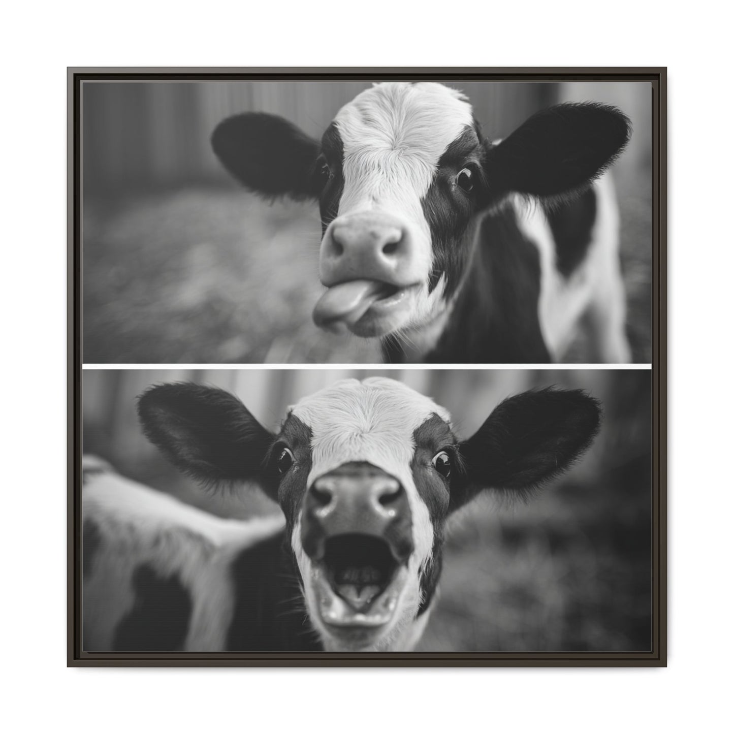 Whimsical Cow Photography | Black and White Animal Art