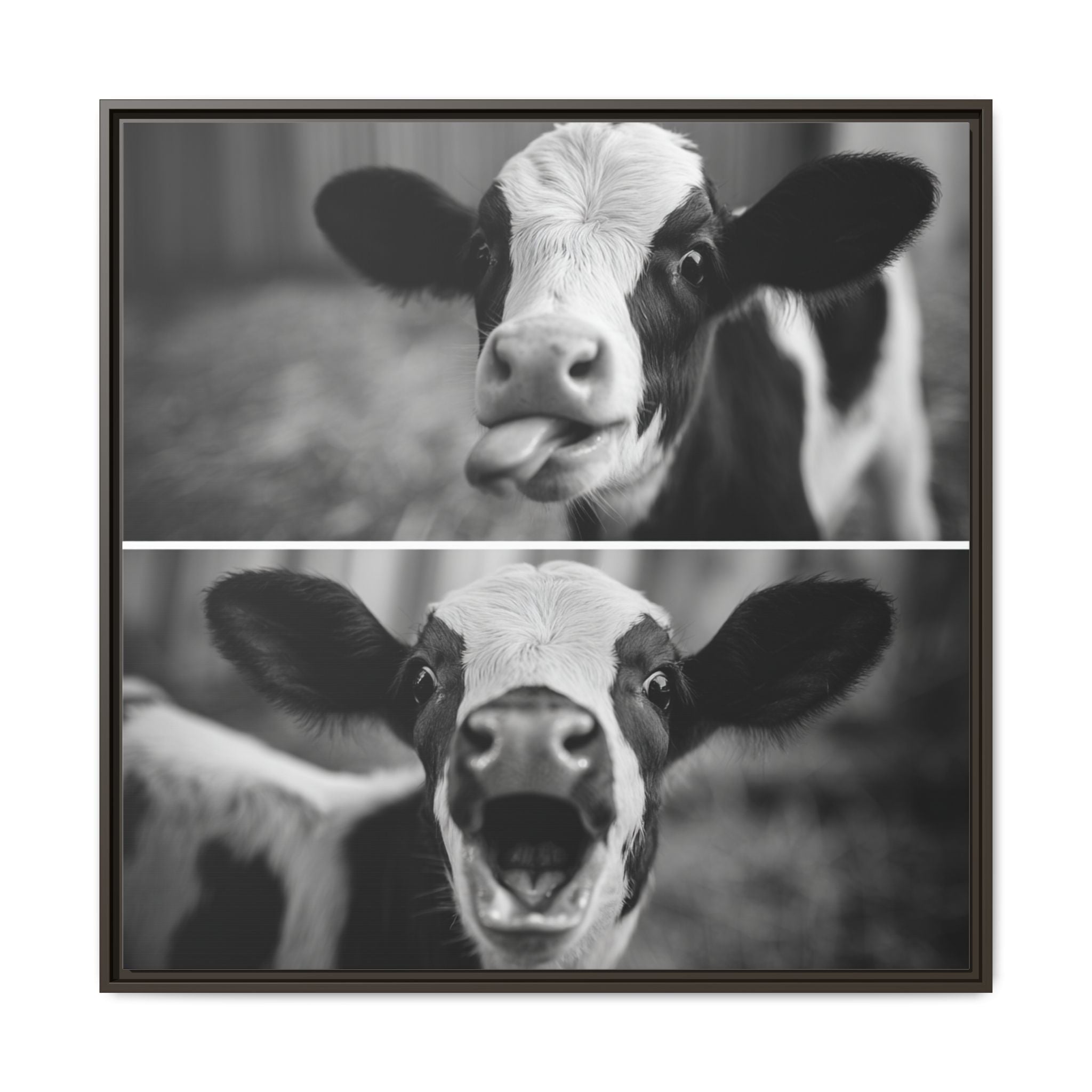 Whimsical Cow Photography | Black and White Animal Art