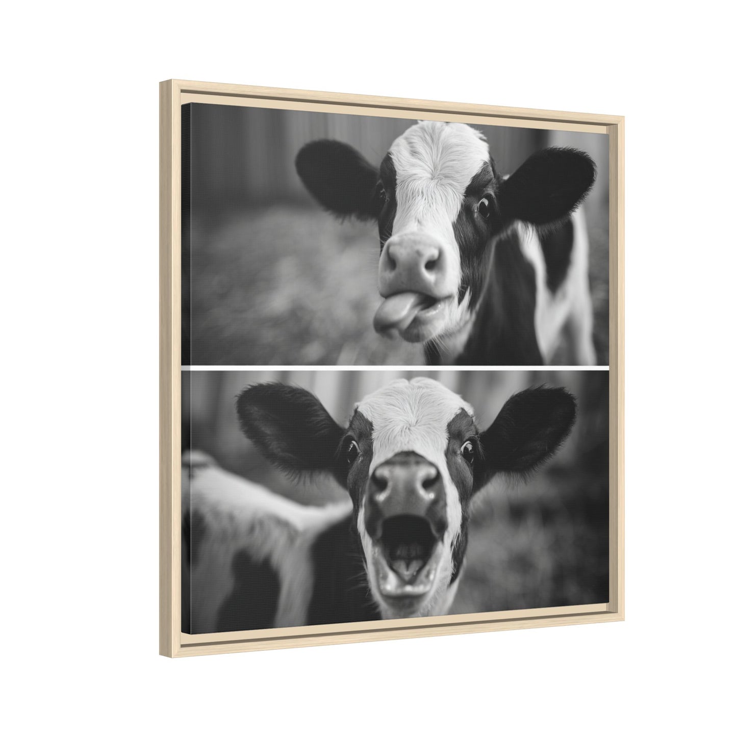 Whimsical Cow Photography | Black and White Animal Art