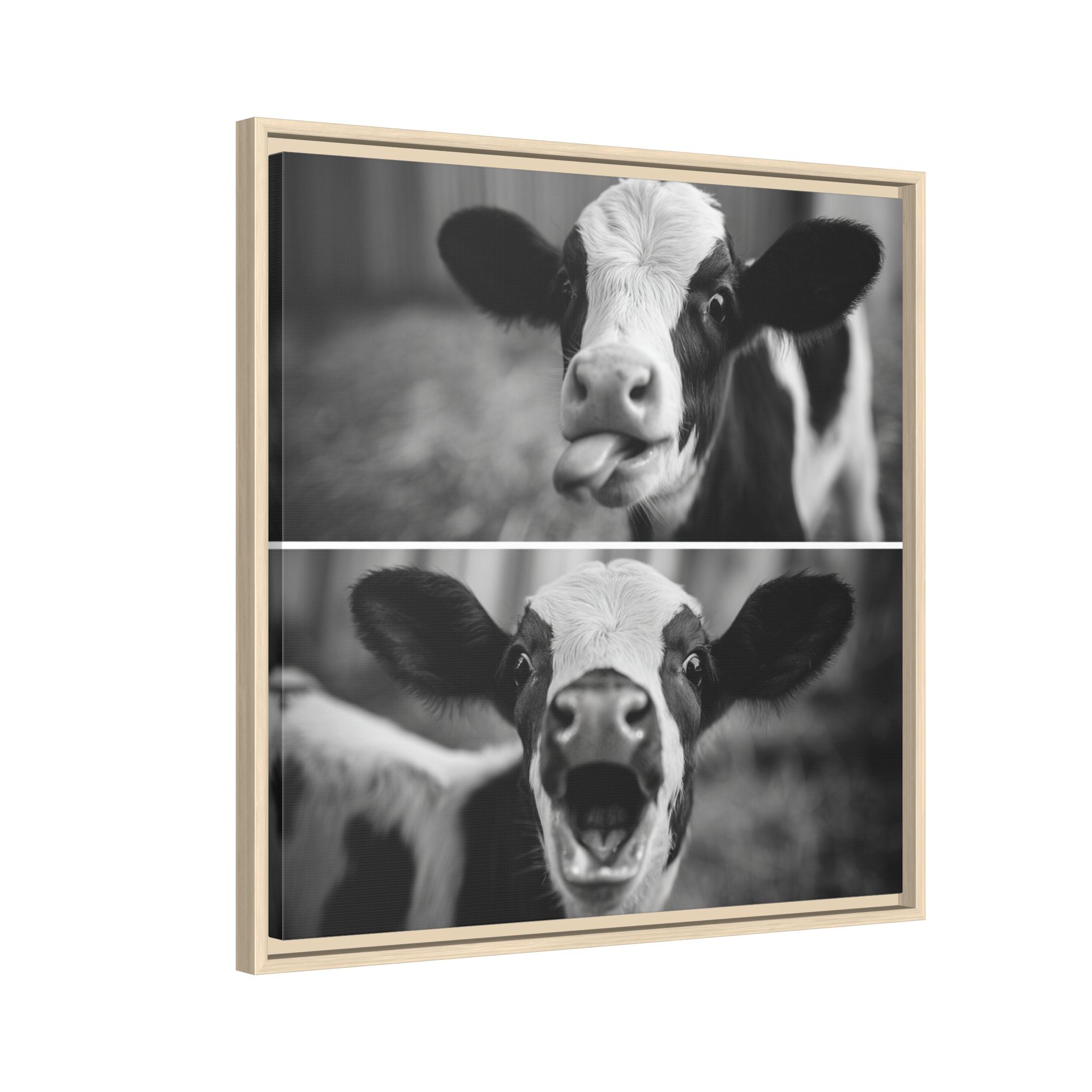Whimsical Cow Photography | Black and White Animal Art