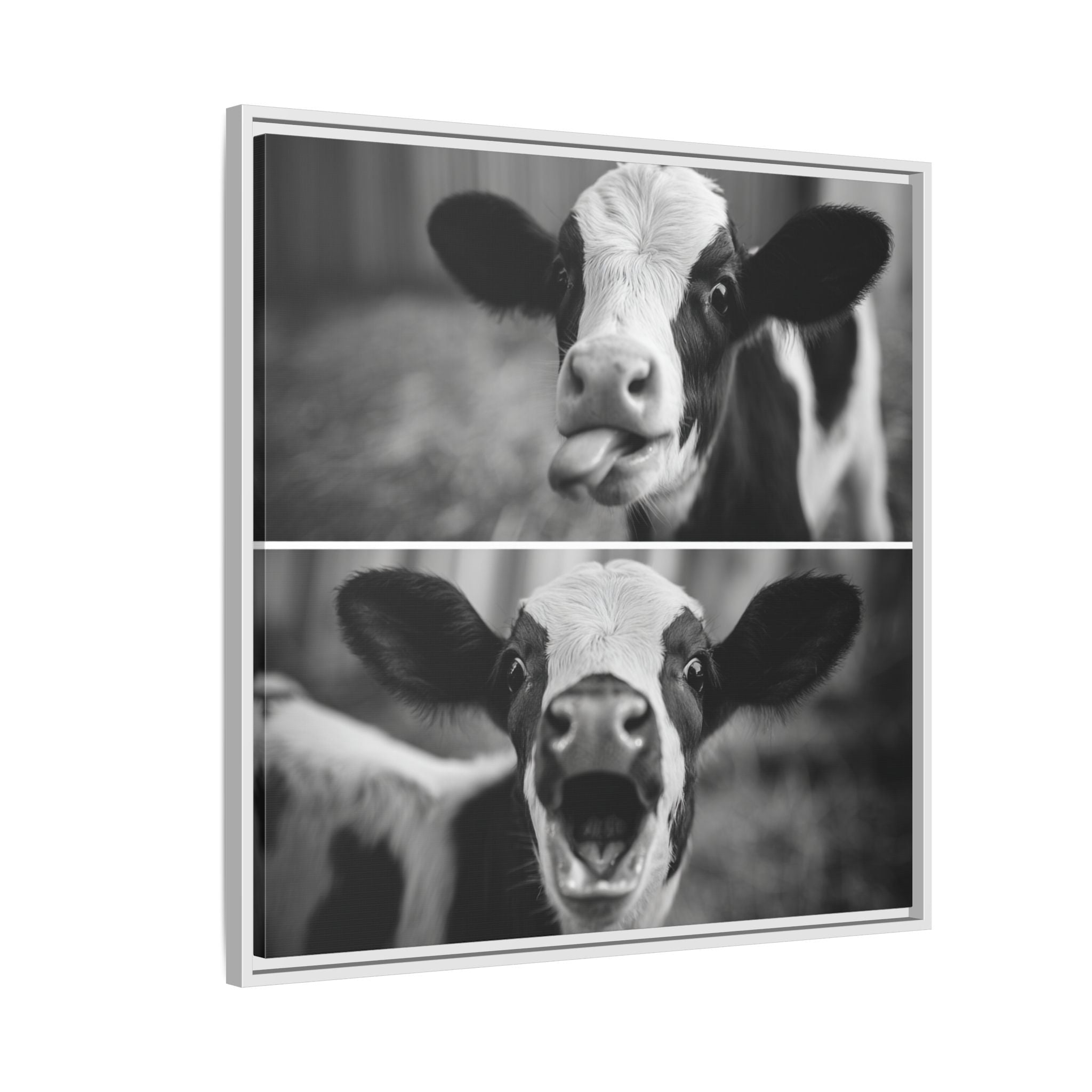 Whimsical Cow Photography | Black and White Animal Art