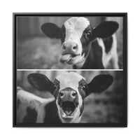 Whimsical Cow Photography | Black and White Animal Art