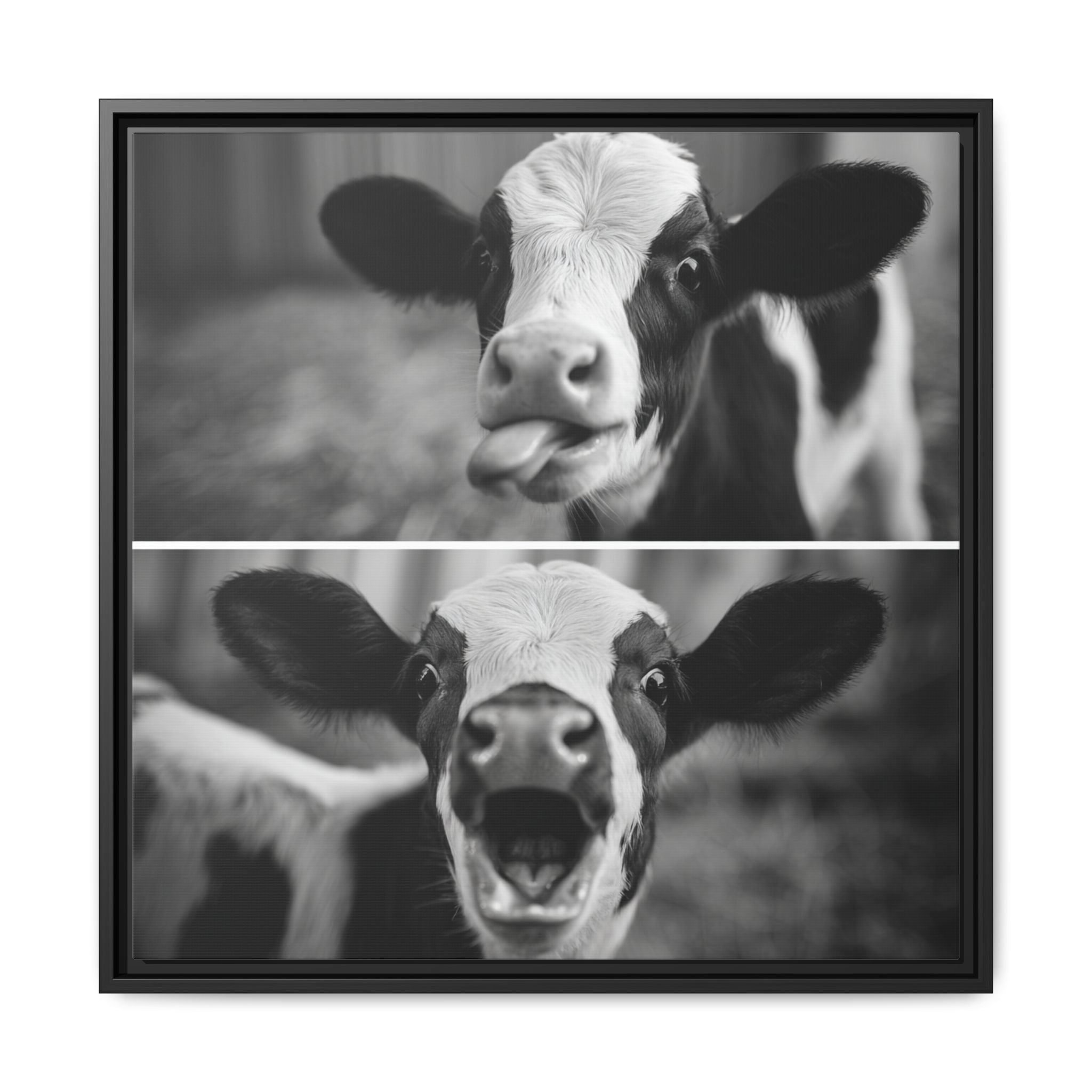 Whimsical Cow Photography | Black and White Animal Art