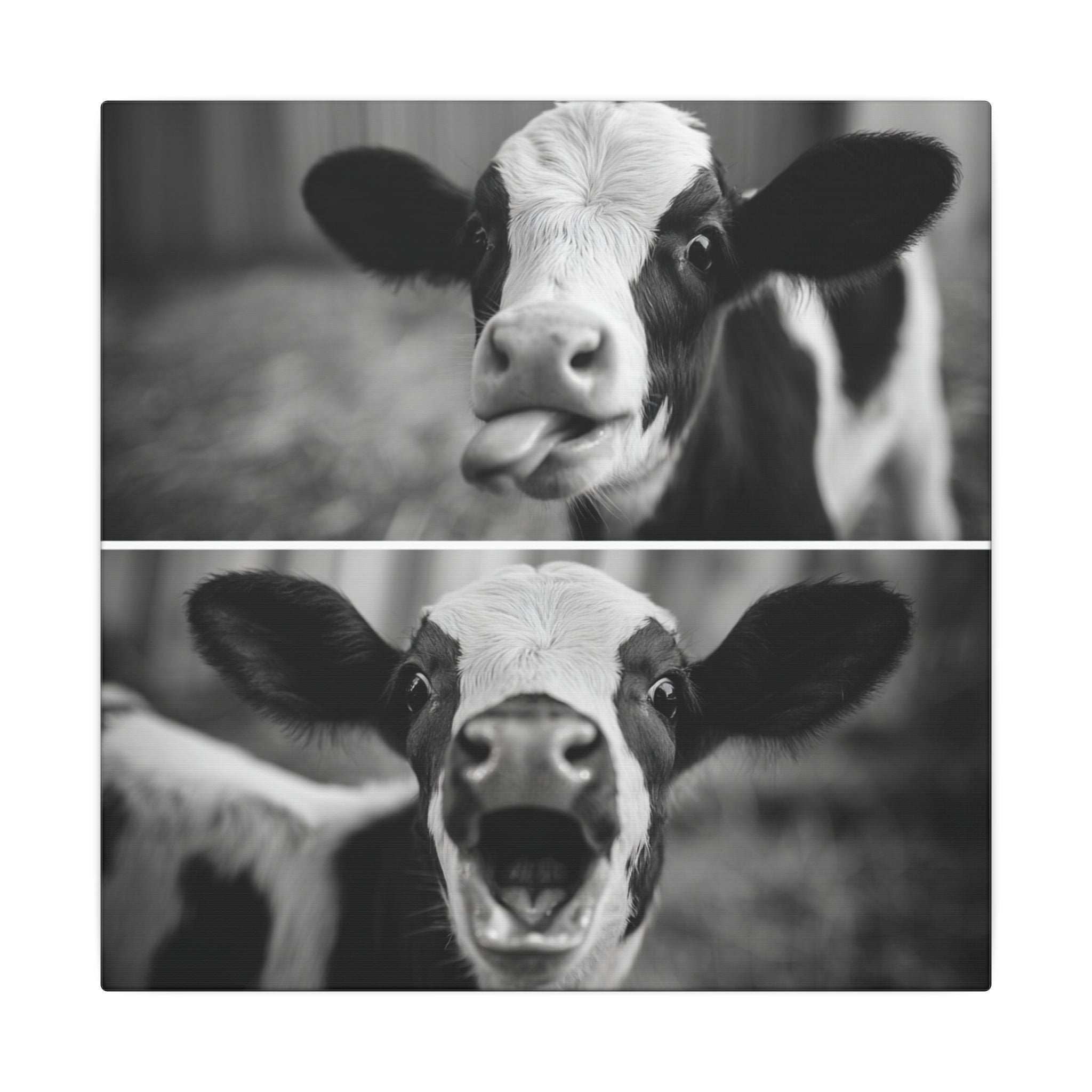 Whimsical Cow Photography | Black and White Animal Art