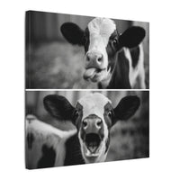 Whimsical Cow Photography | Black and White Animal Art